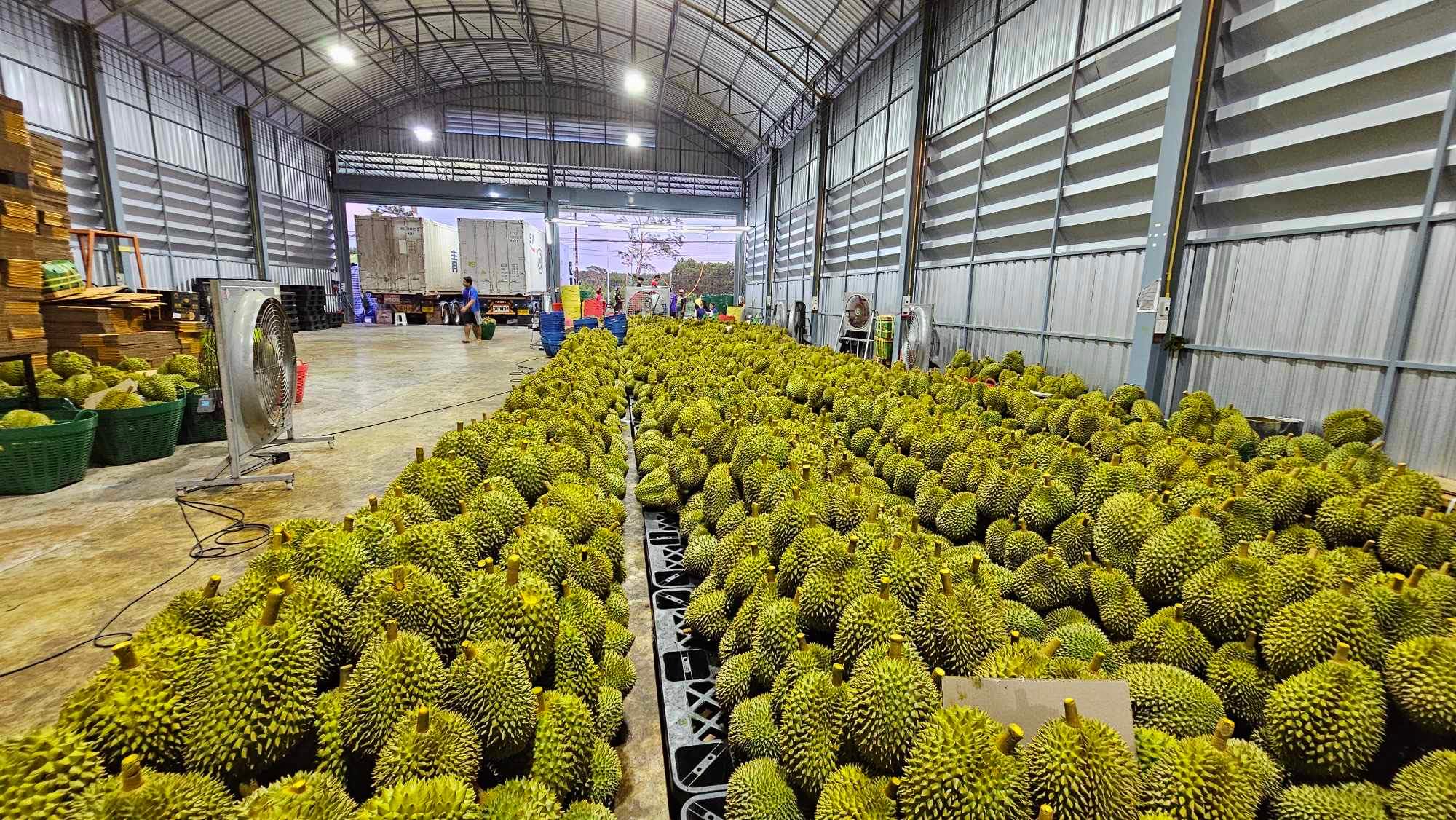 durian shop factory thailand