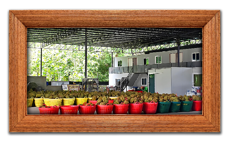 durian shop king of fruits